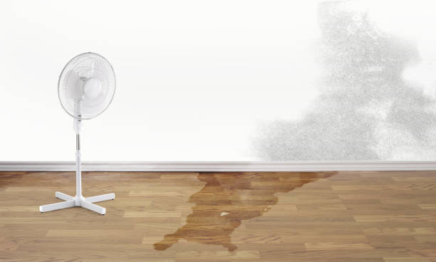 Best Basement water damage restoration  in Douglas, AL