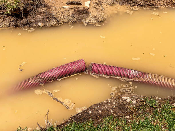 Best Basement water damage restoration  in Douglas, AL